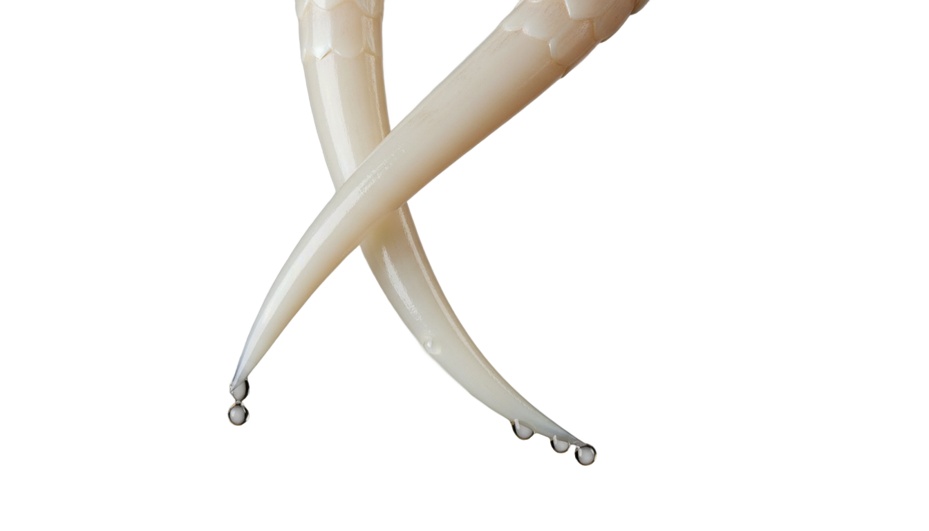snake fangs png PNG transparent background