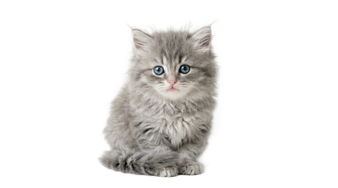 grey kitten png PNG transparent background