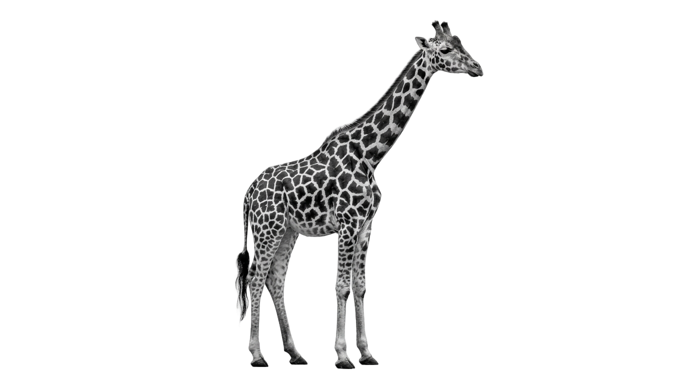 giraffe png black and white PNG transparent background
