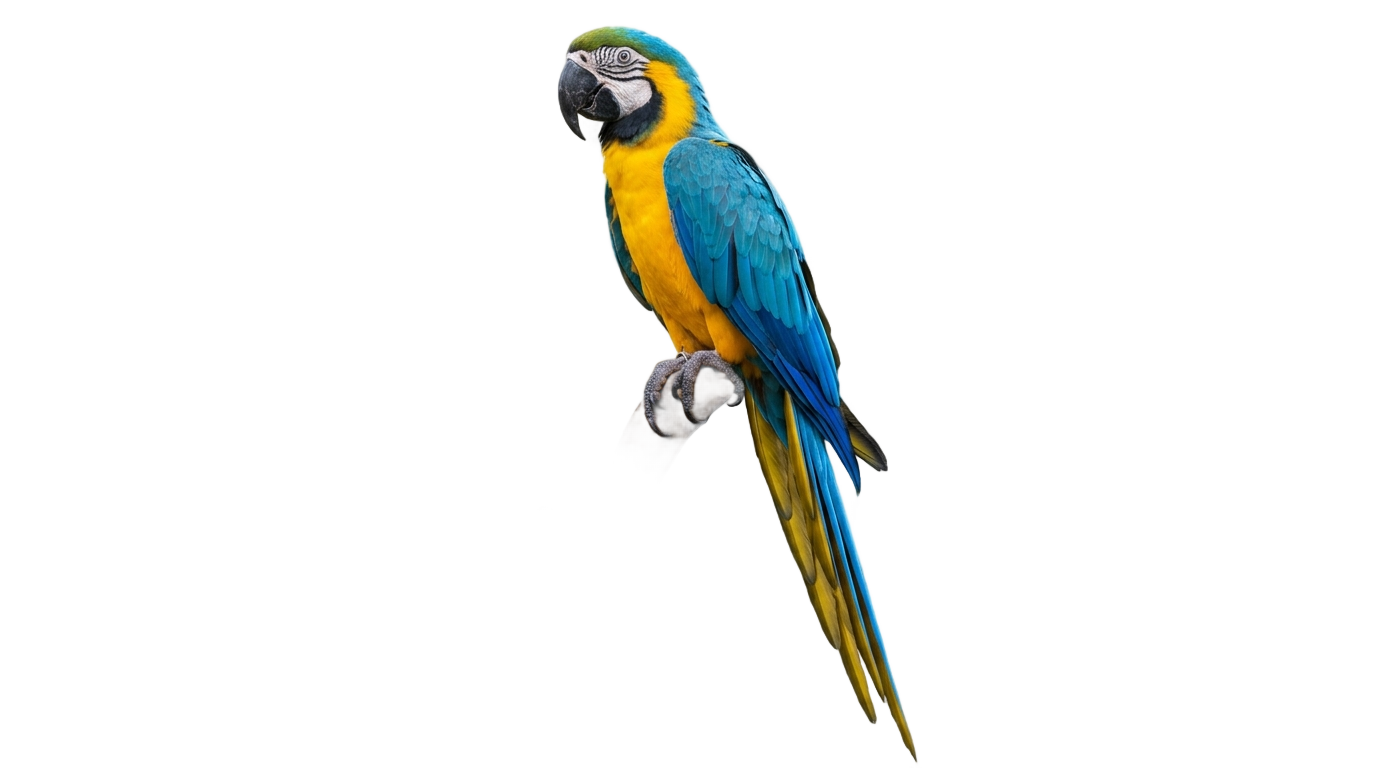 macaw parrot png PNG transparent background