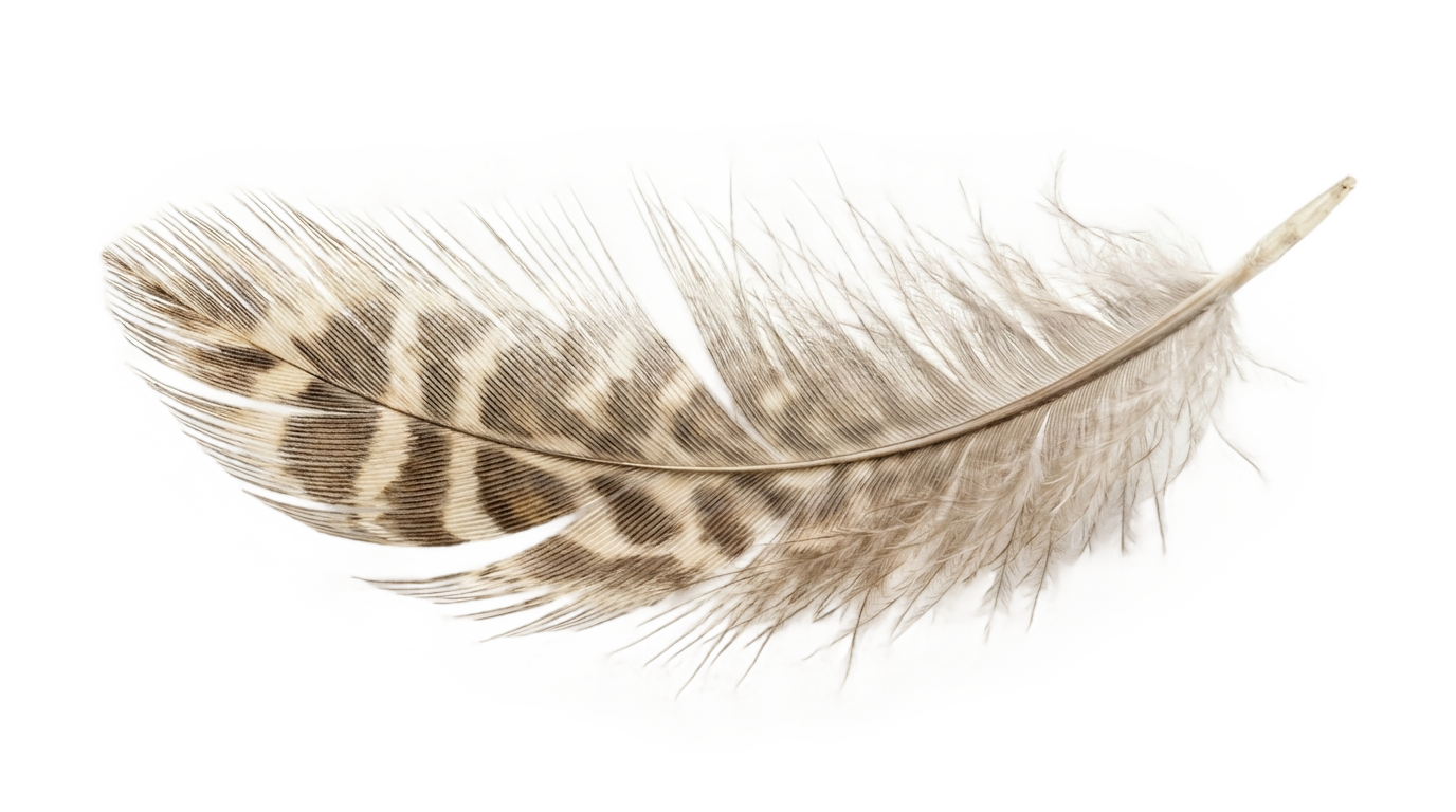 bird feather png PNG transparent background
