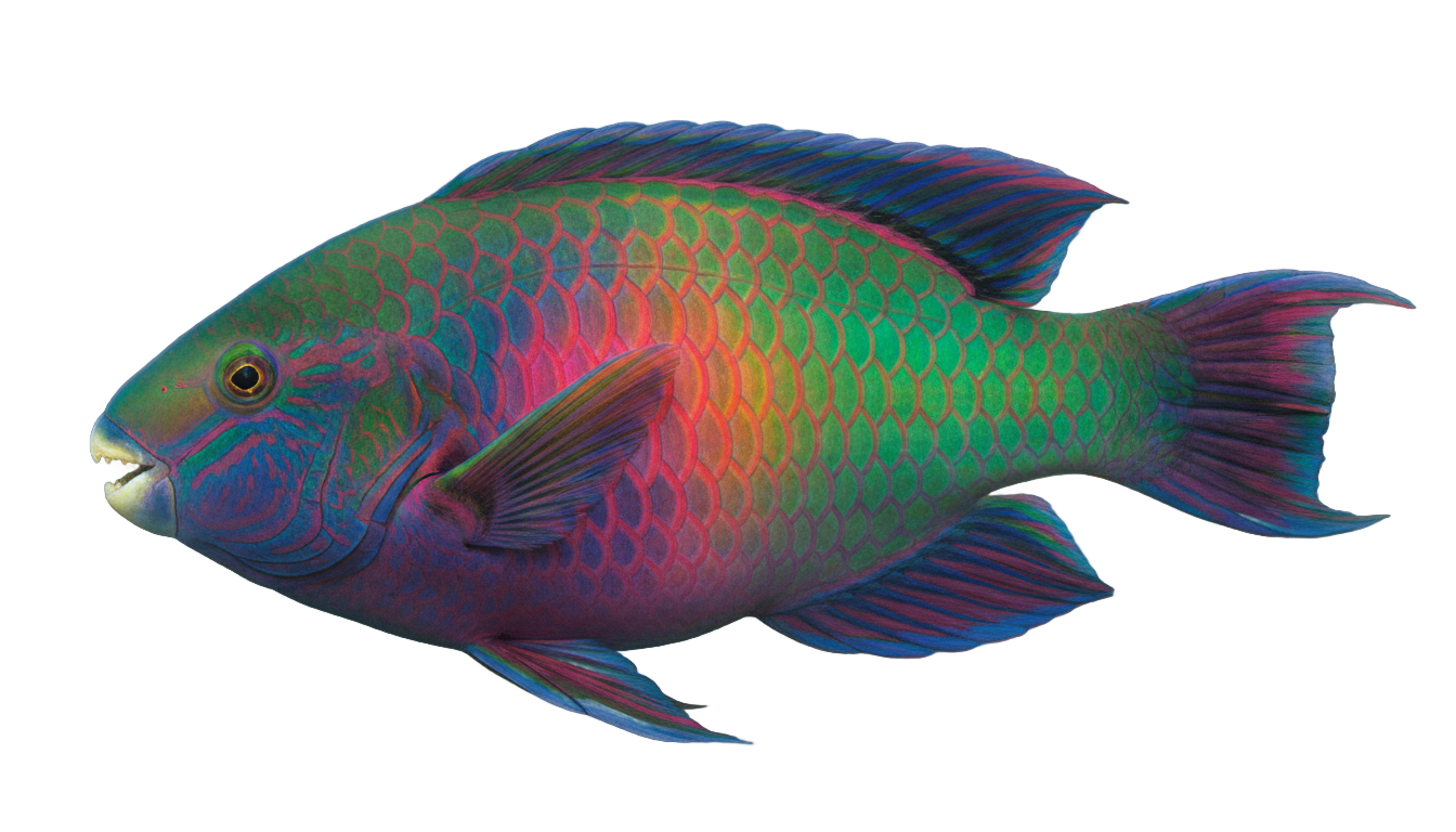 parrot fish png PNG transparent background