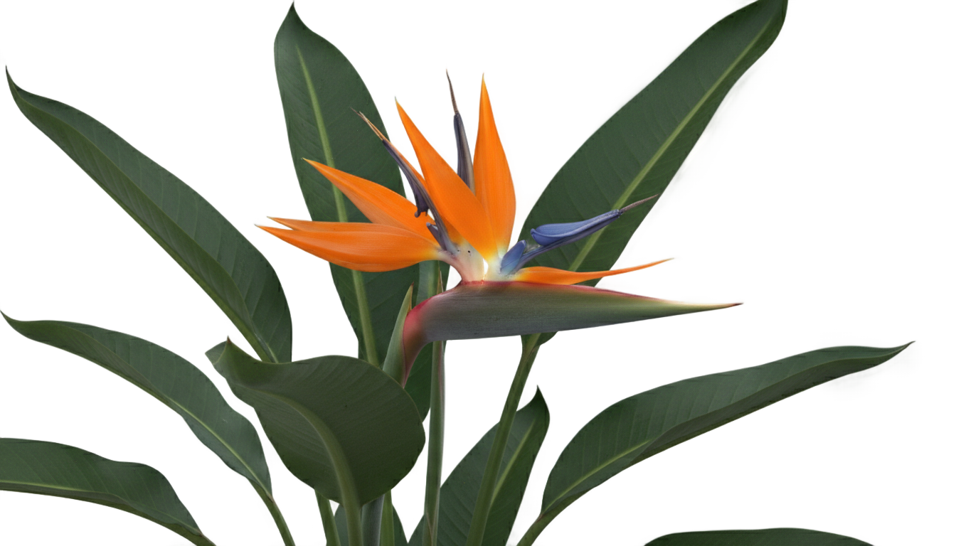 bird of paradise flower png PNG transparent background
