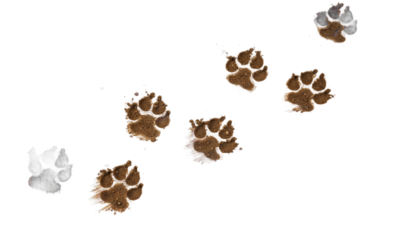 dog paw prints png PNG transparent background