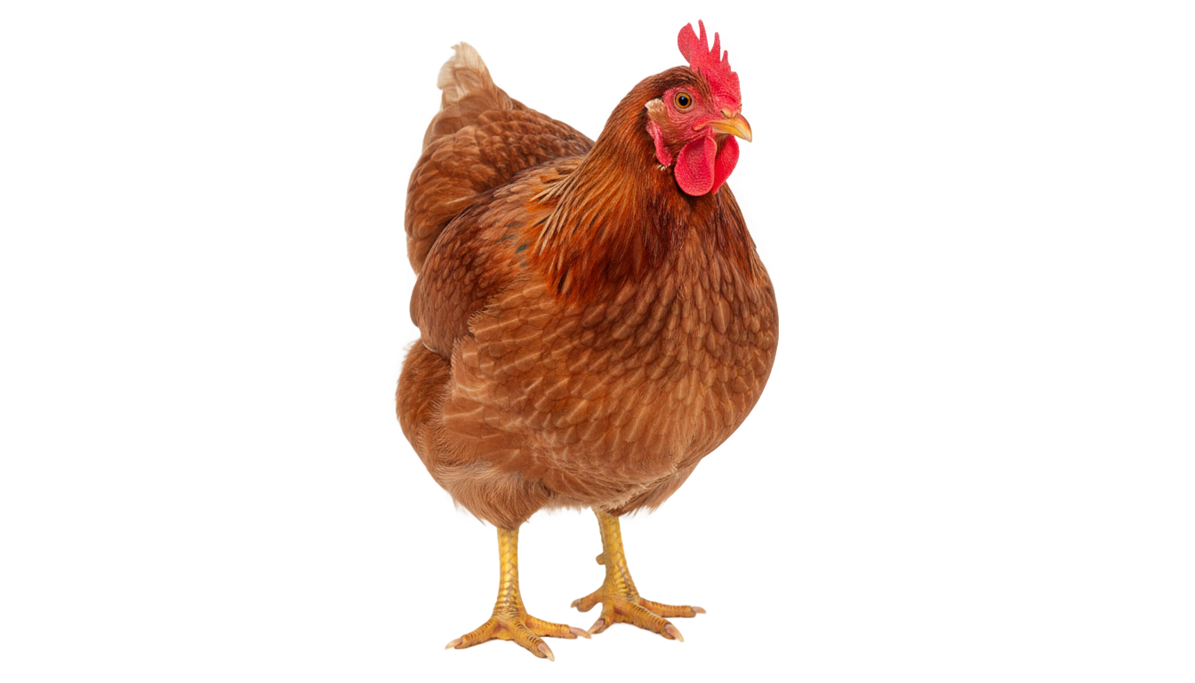chicken drawing png PNG transparent background
