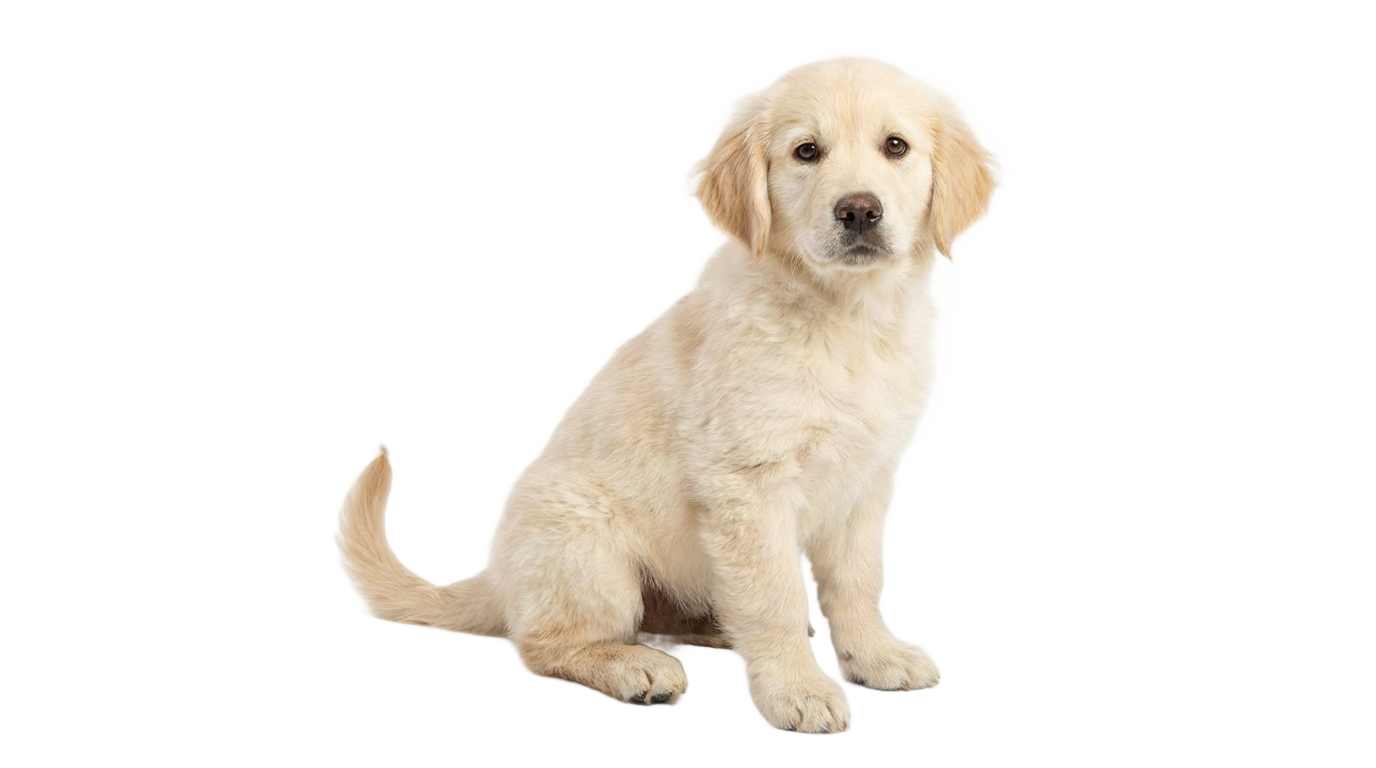 golden retriever puppy png PNG transparent background