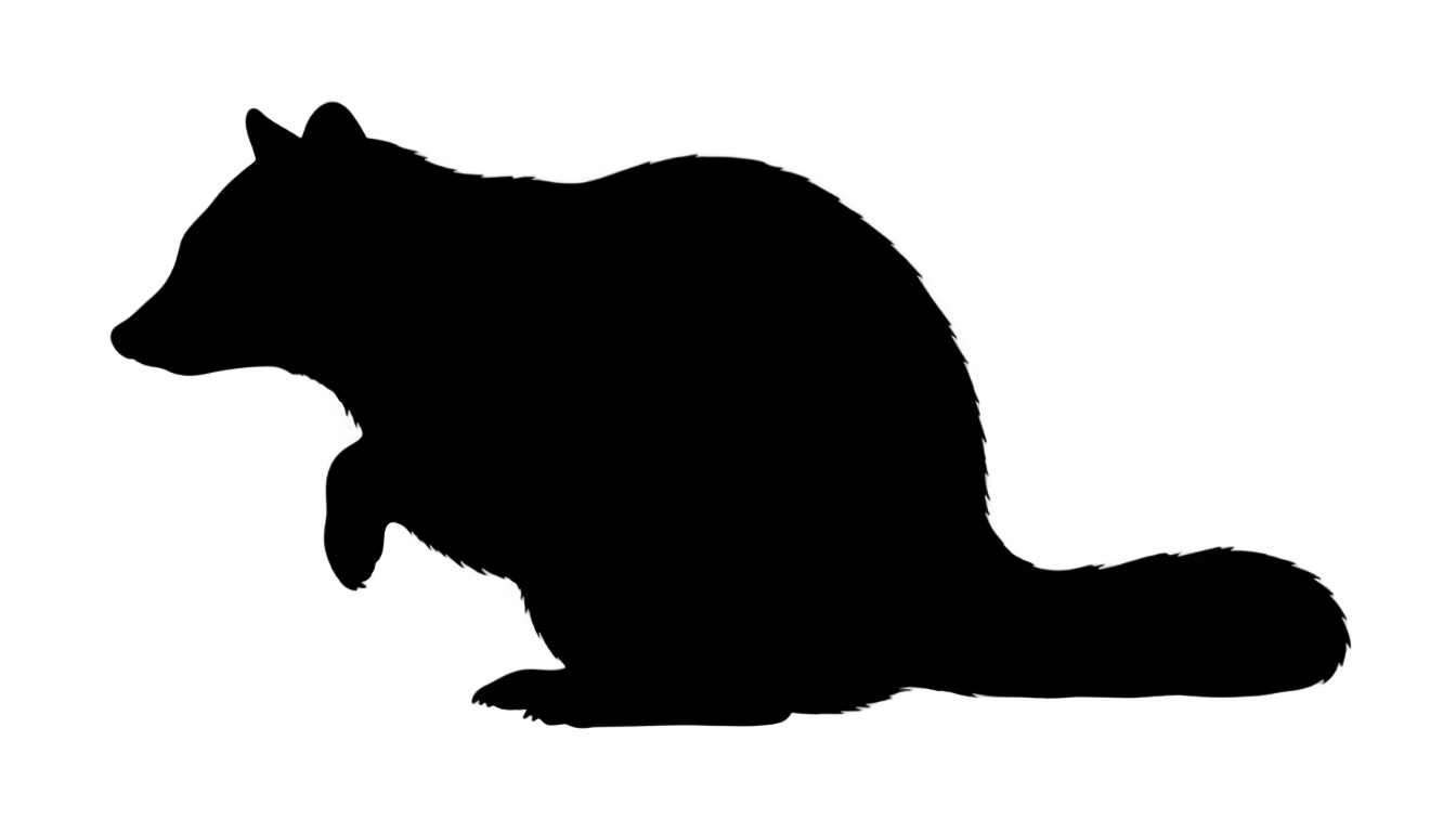 raccoon silhouette png PNG transparent background
