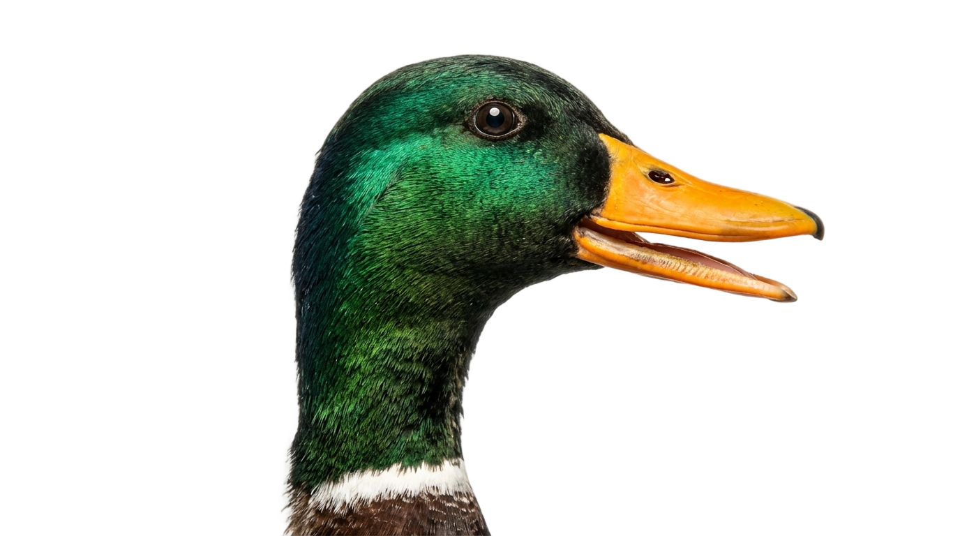 duck head png PNG transparent background