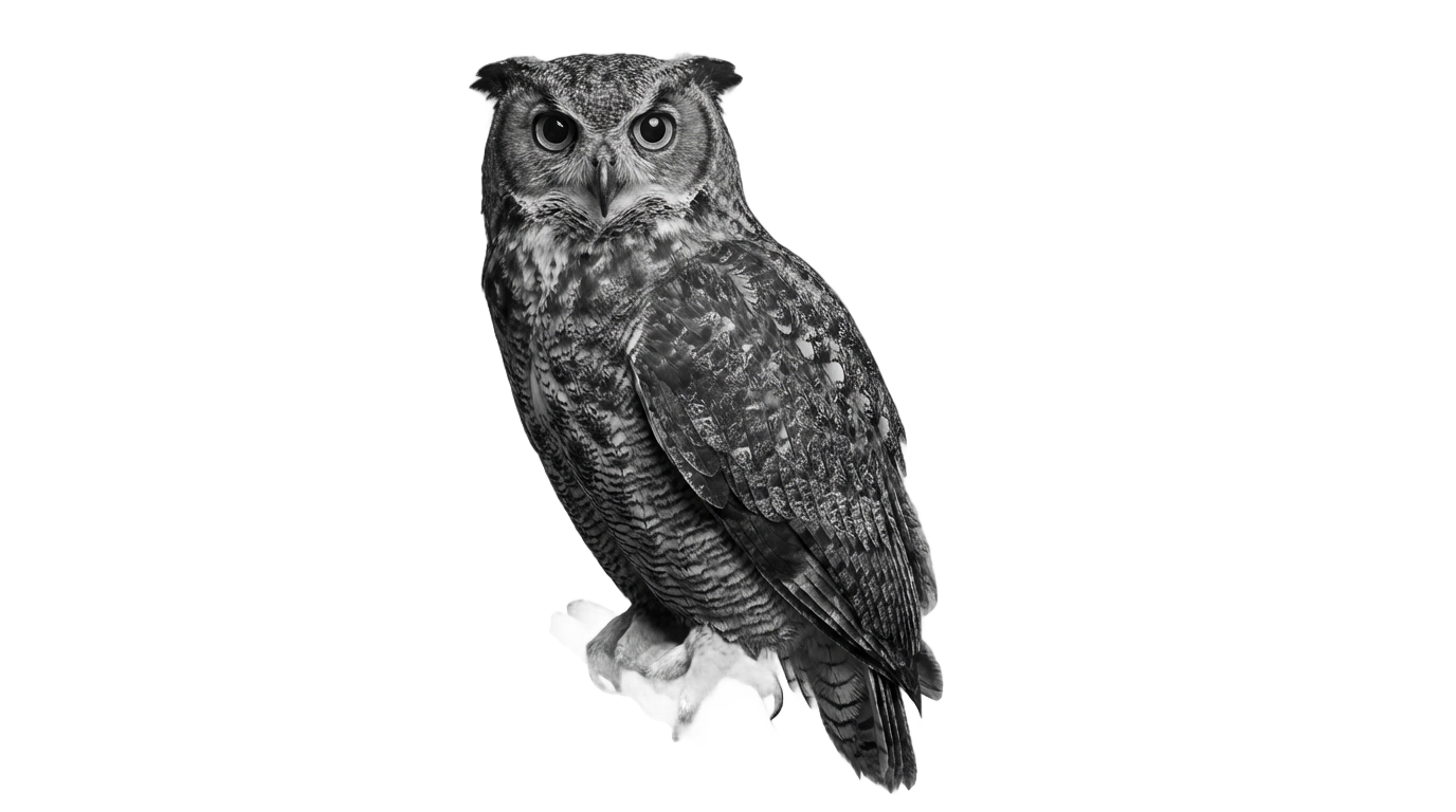 owl png black and white PNG transparent background