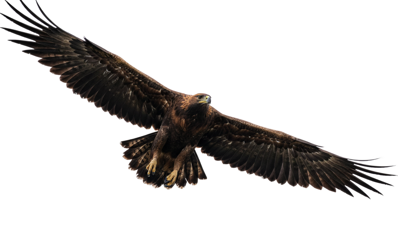 flying eagle silhouette png PNG transparent background