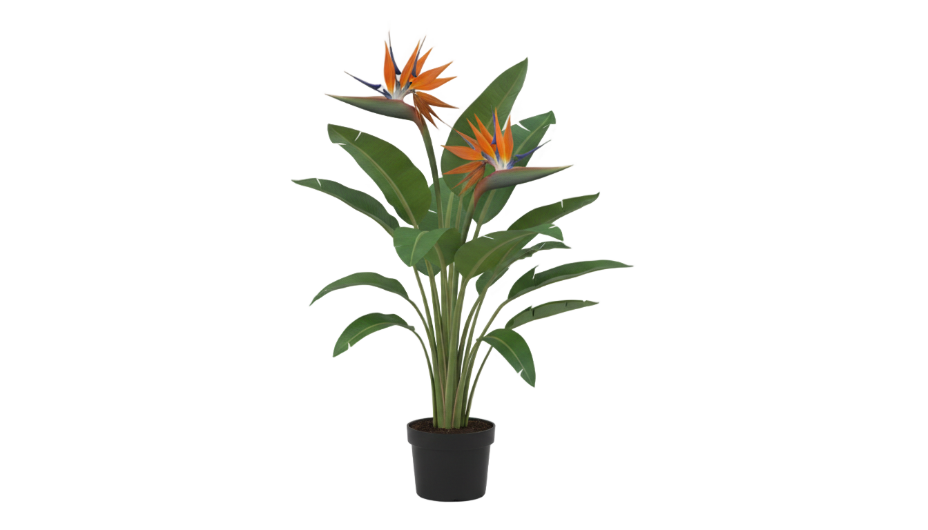 bird of paradise plant png PNG transparent background