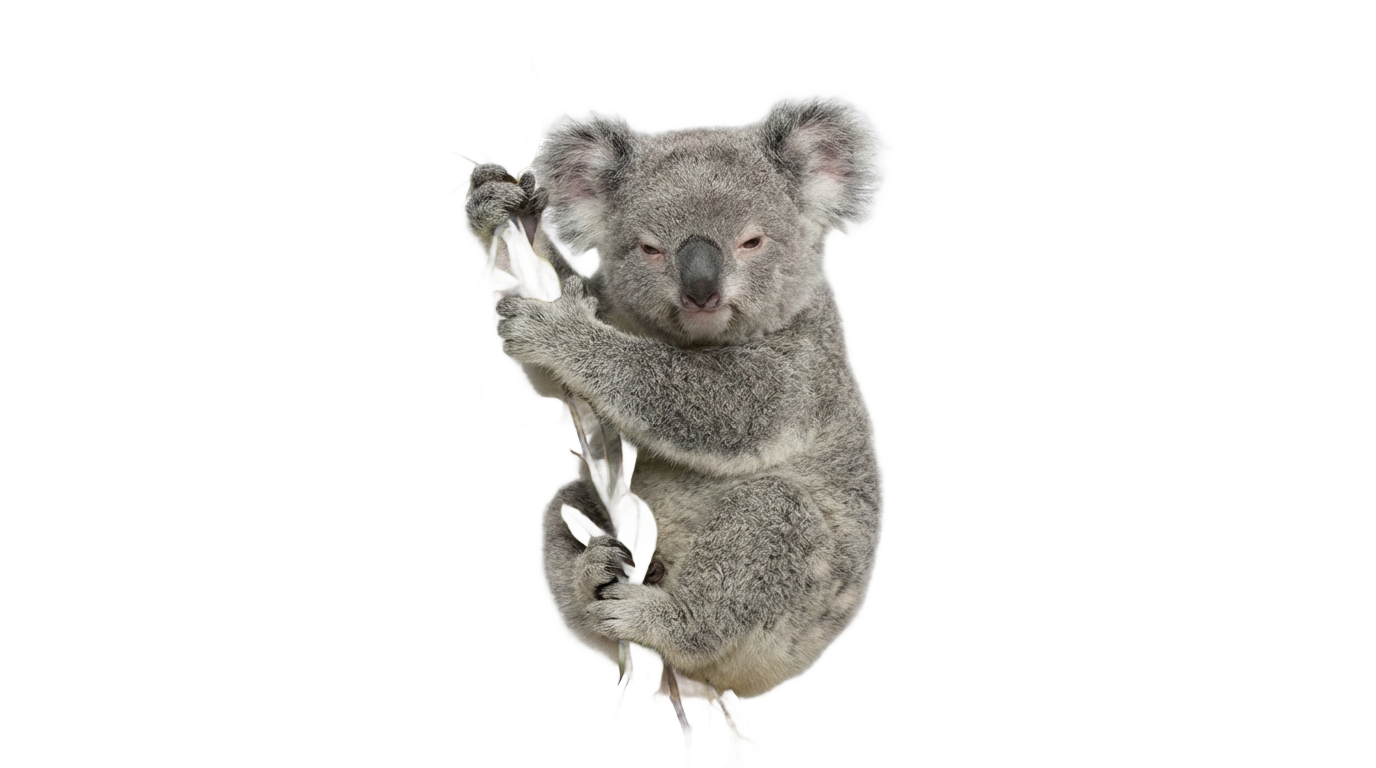 koala png tumblr PNG transparent background