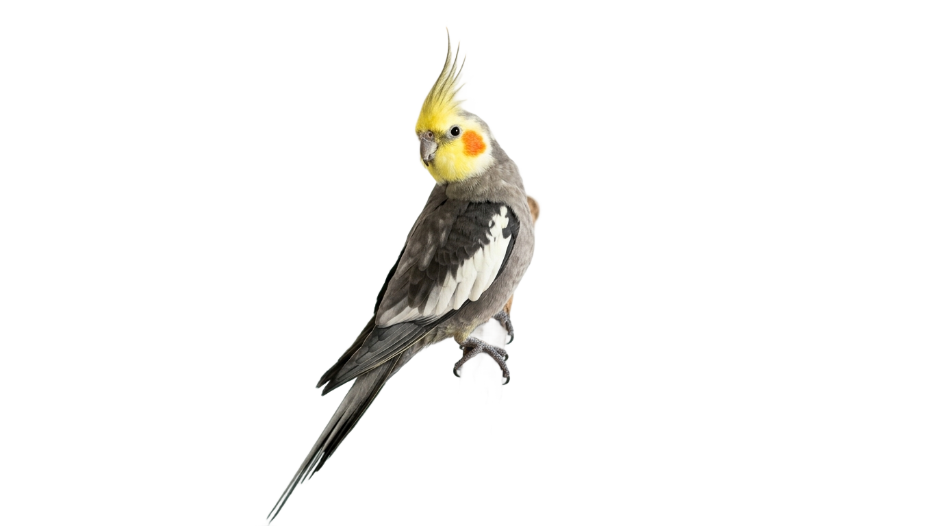 cockatiel bird png PNG transparent background