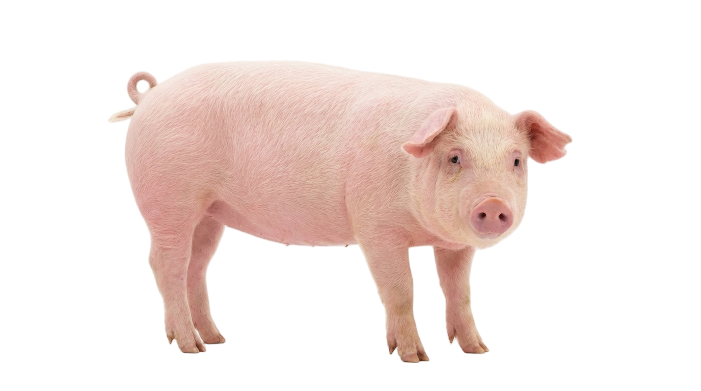 pig farming in png PNG transparent background