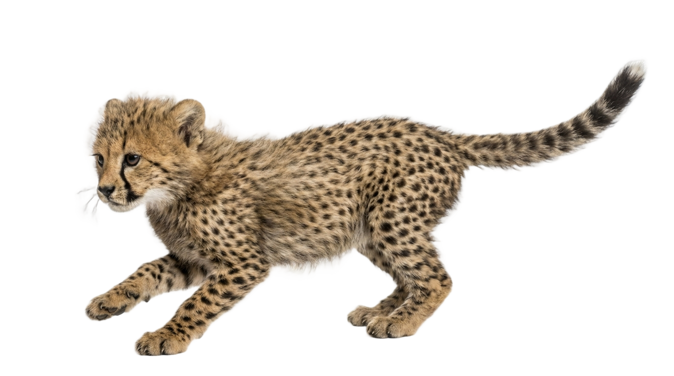 baby cheetah png PNG transparent background