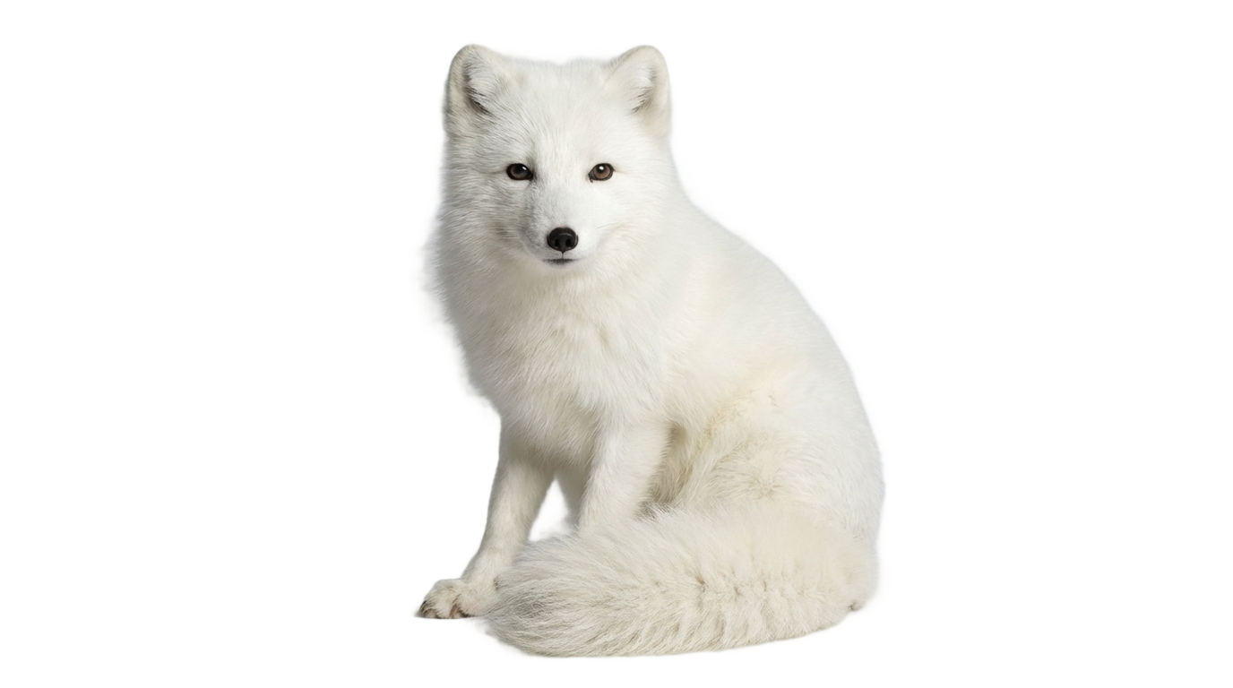 arctic fox png PNG transparent background