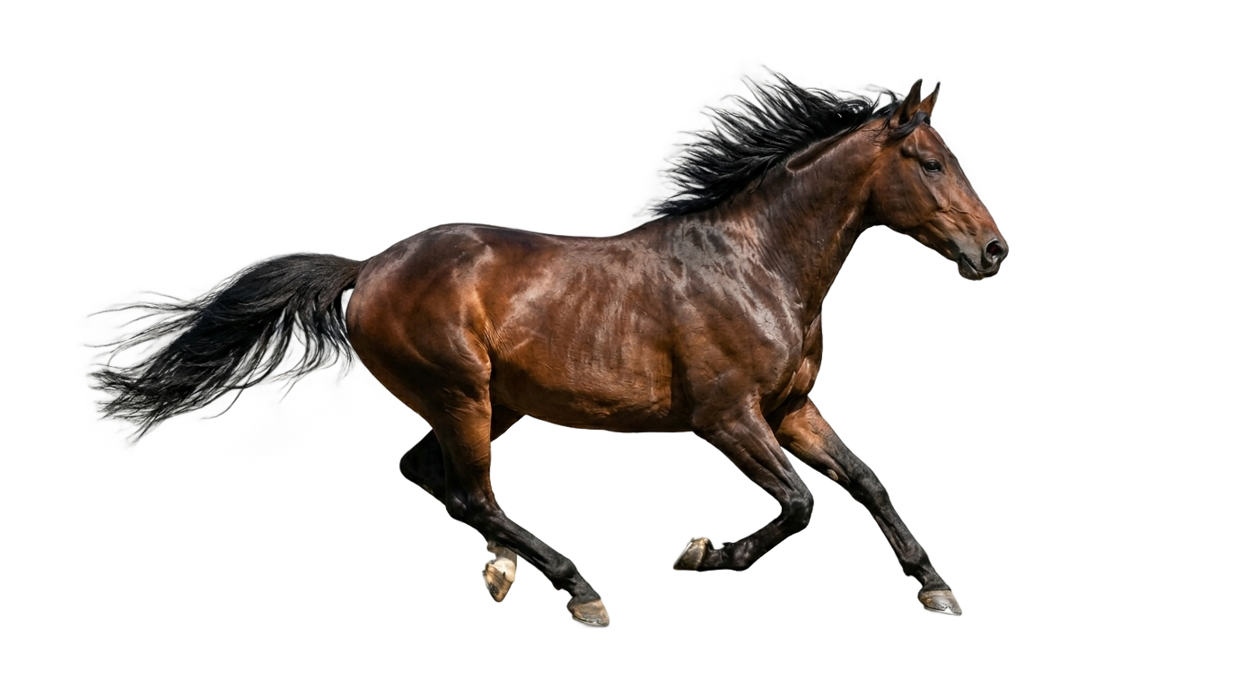 horse gif png PNG transparent background