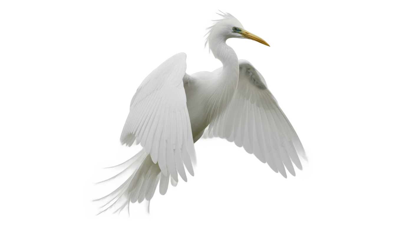 white bird png PNG transparent background