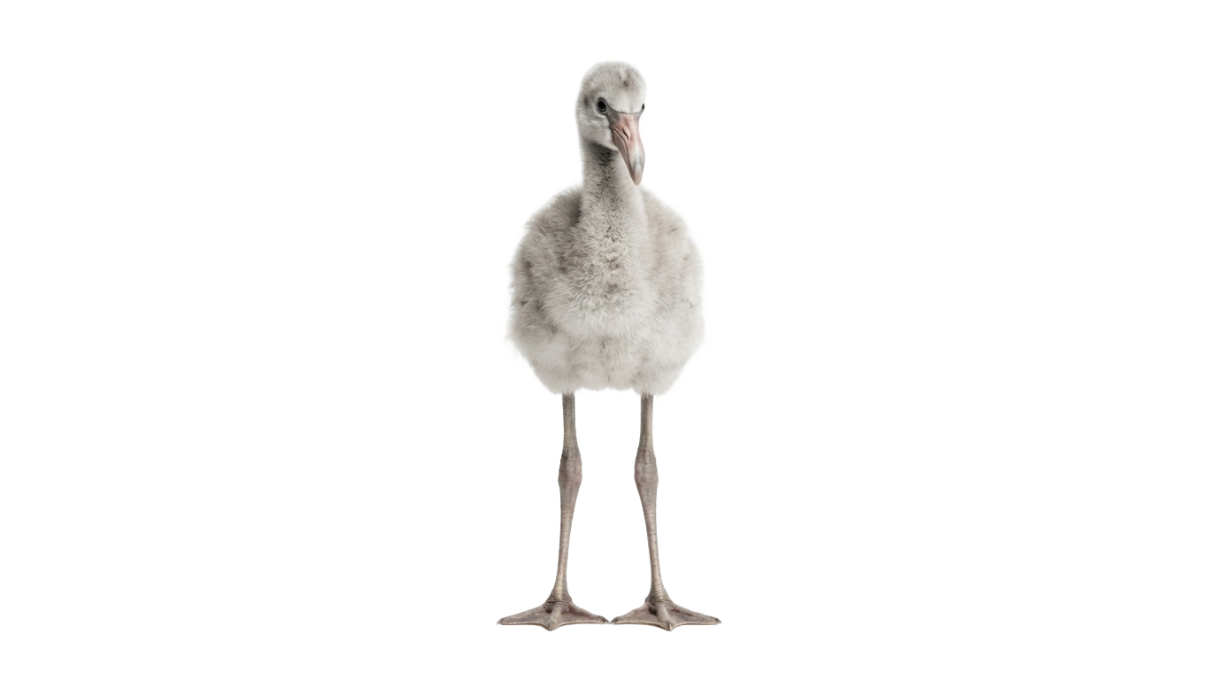 baby flamingo png PNG transparent background