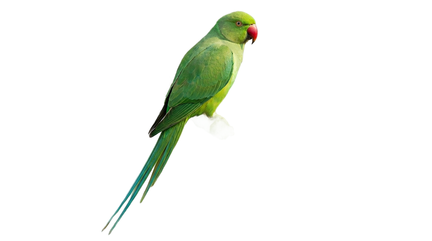 vijay mahar parrot png PNG transparent background