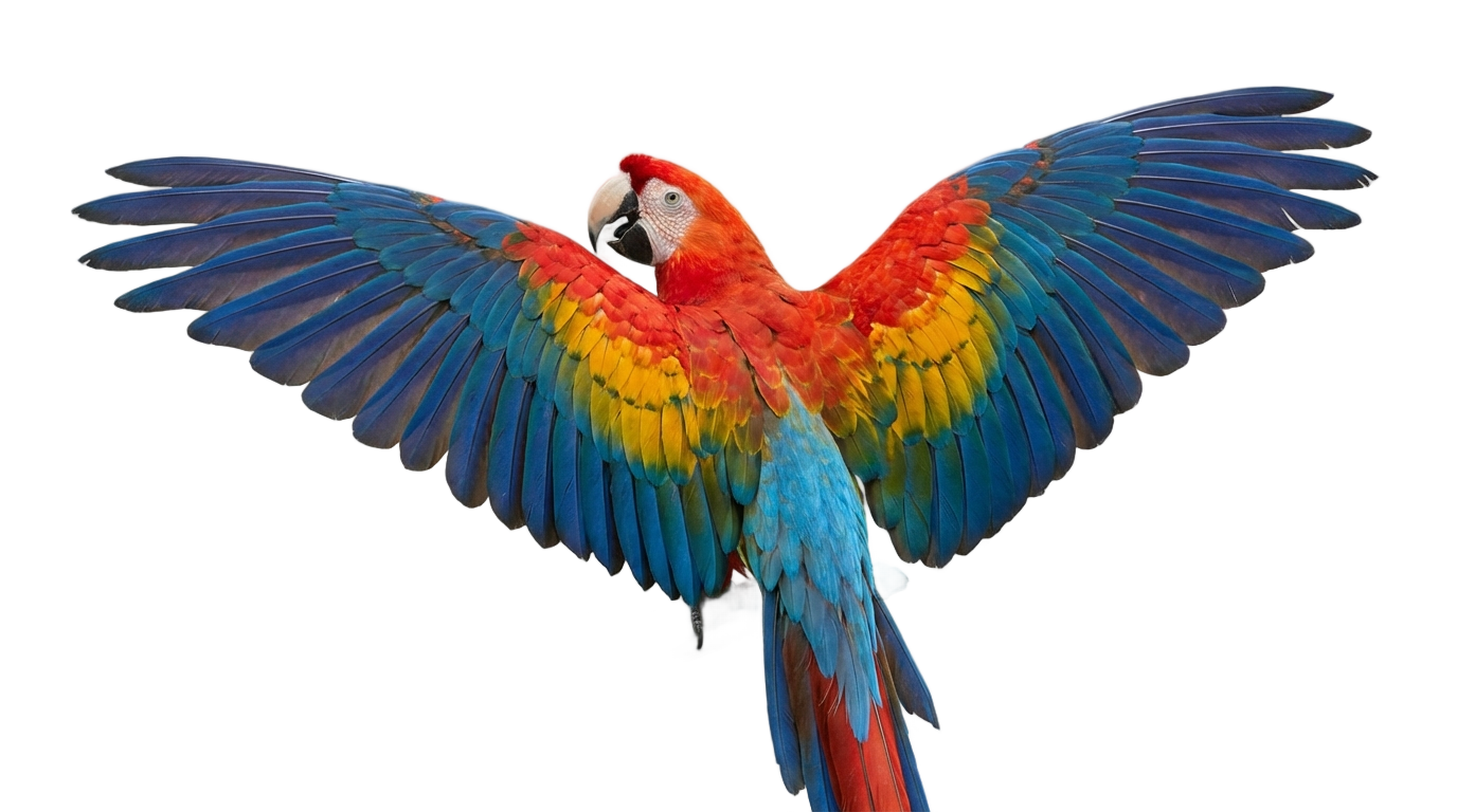 beautiful parrot png PNG transparent background