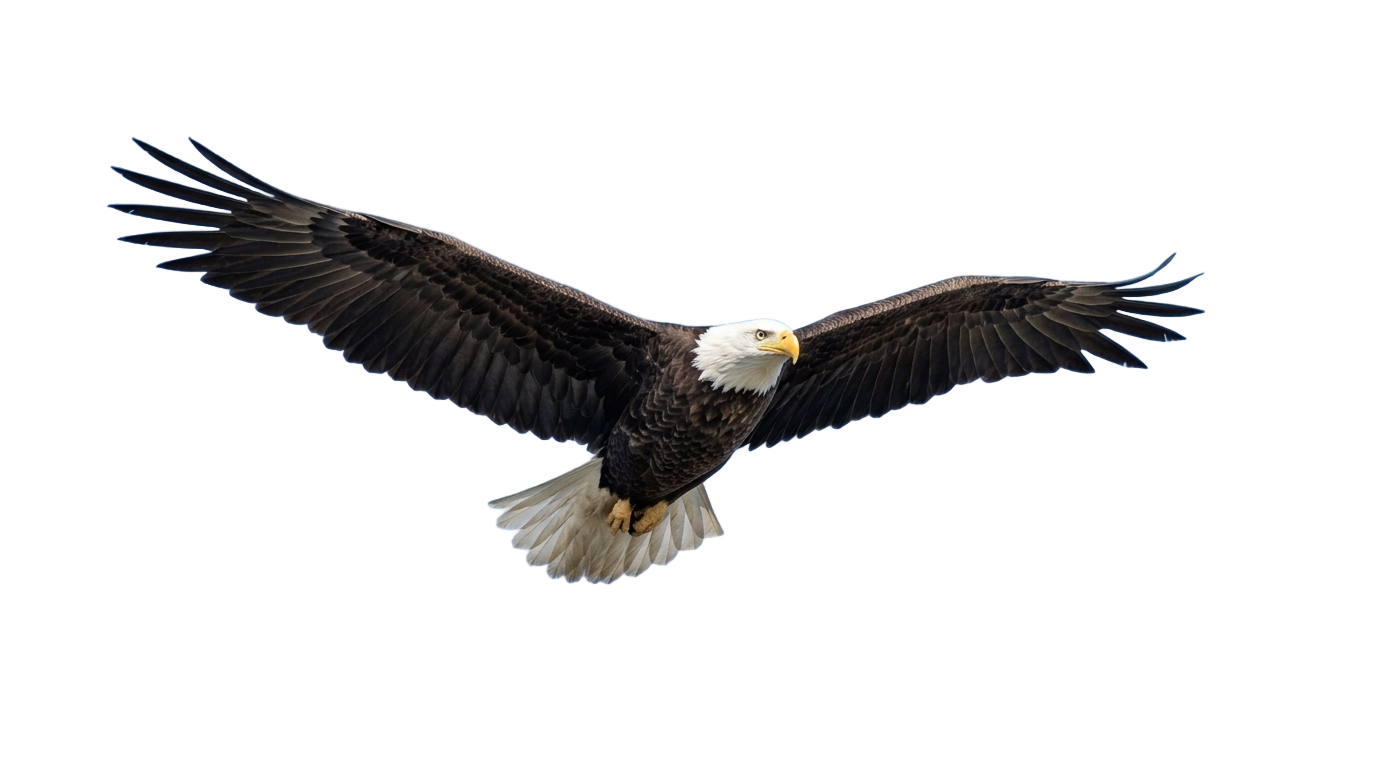 sky bird png video PNG transparent background