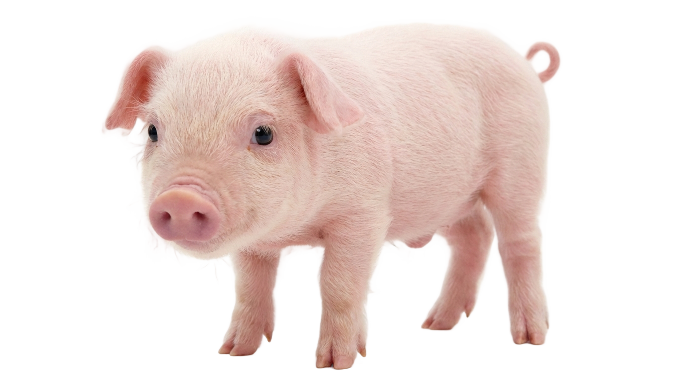 baby pig png PNG transparent background