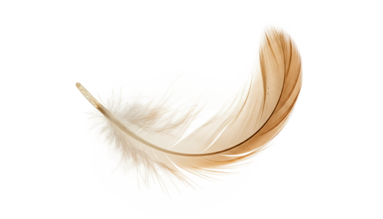 chicken feather png PNG transparent background