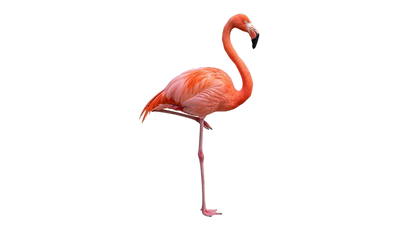 flamingo bird png PNG transparent background