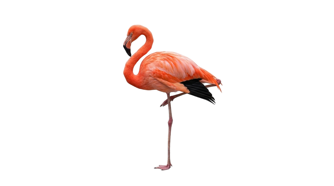 pink flamingo png PNG transparent background