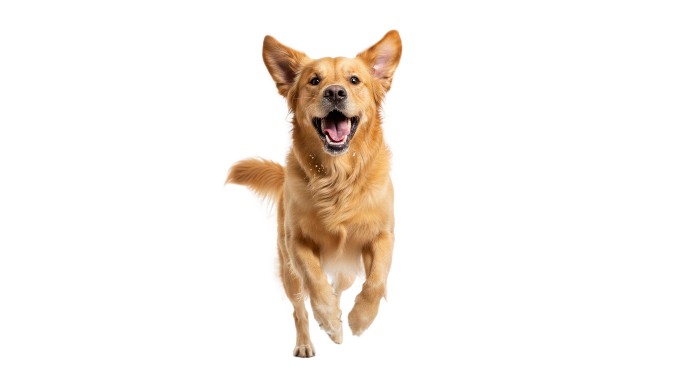 dog barking png PNG transparent background