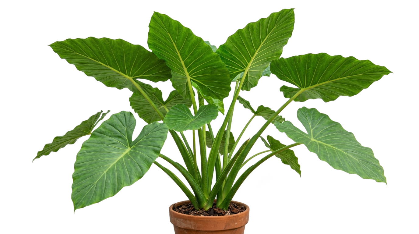 elephant ear plant png PNG transparent background