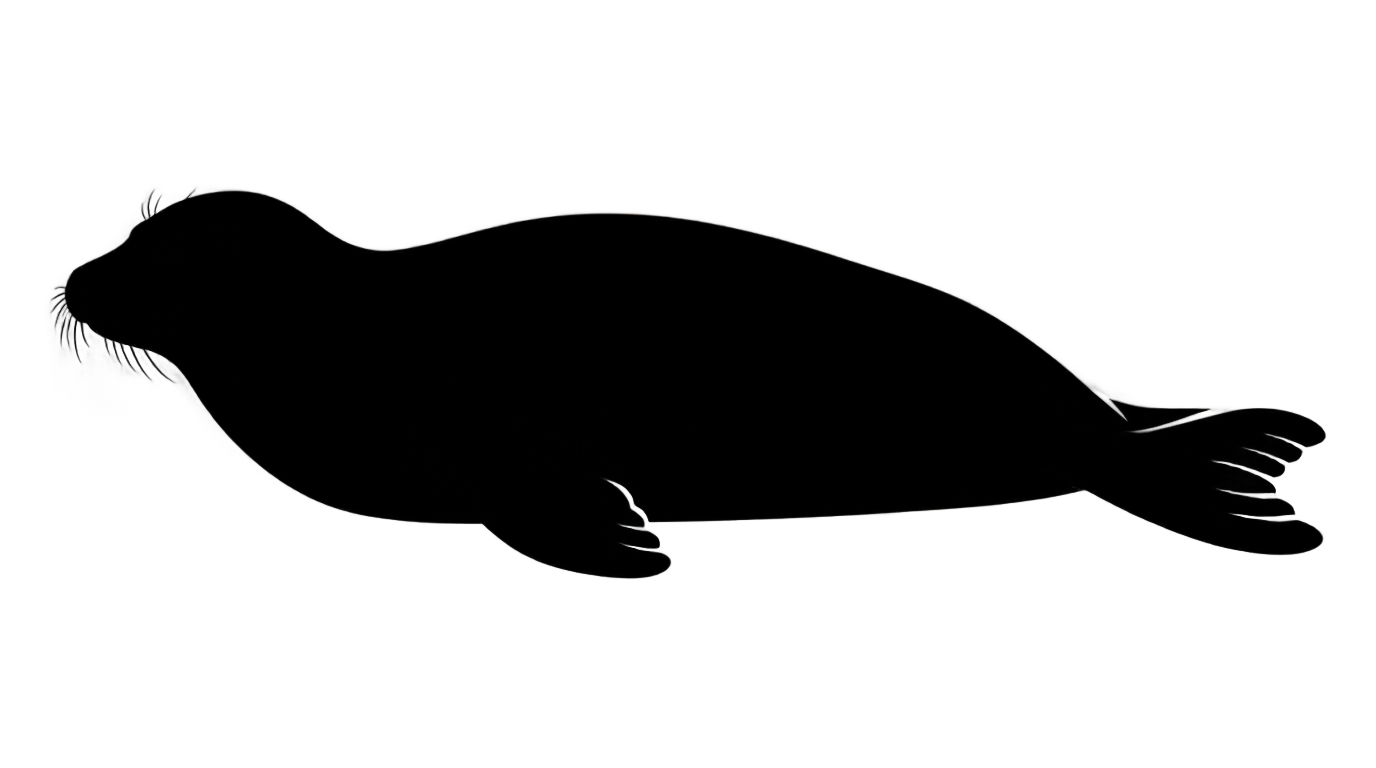 seal silhouette png PNG transparent background
