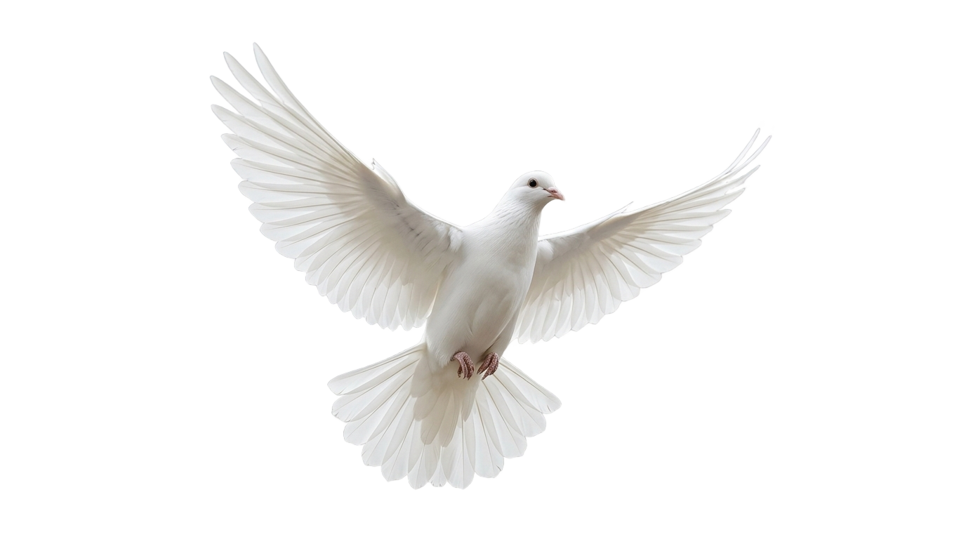 church dove logo png PNG transparent background
