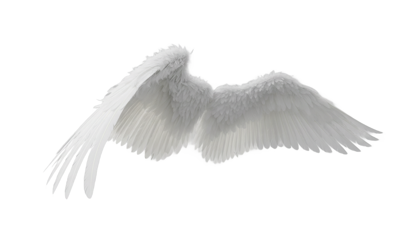 angel wings side view png PNG transparent background