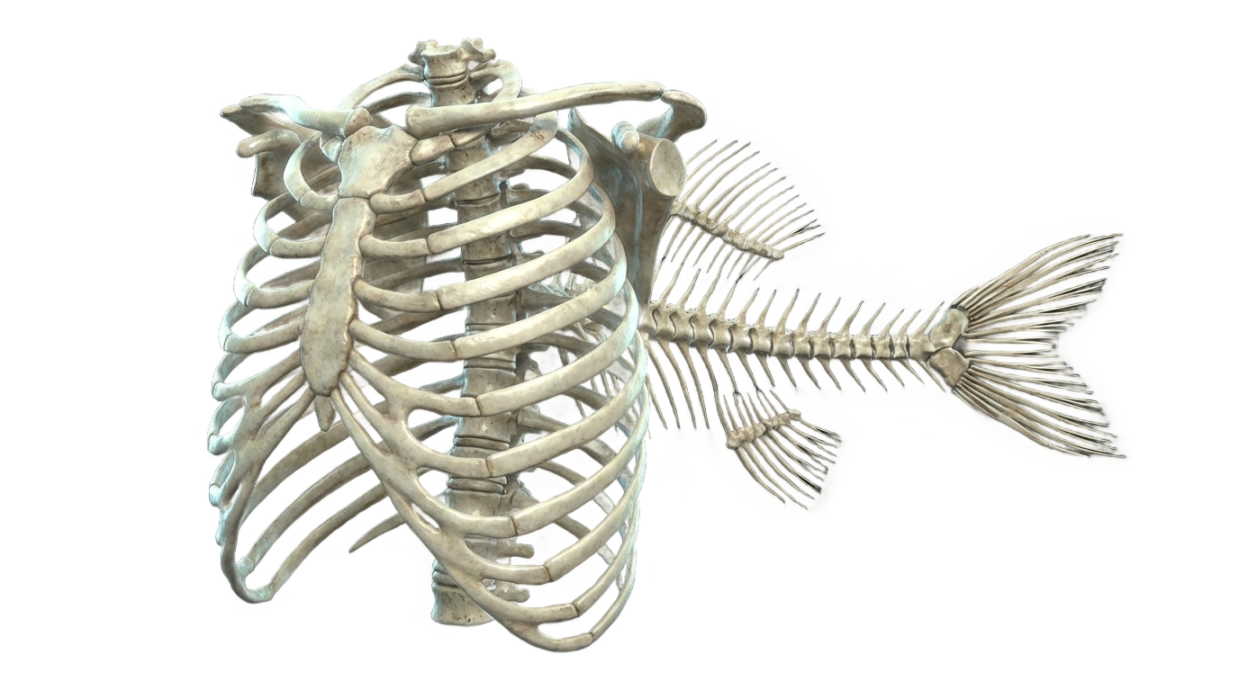 mermaid skeleton png PNG transparent background