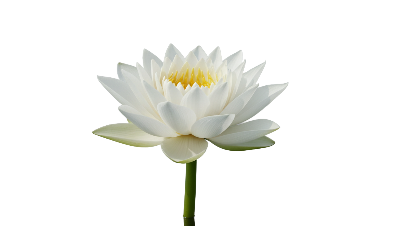 white lotus avatar png PNG transparent background