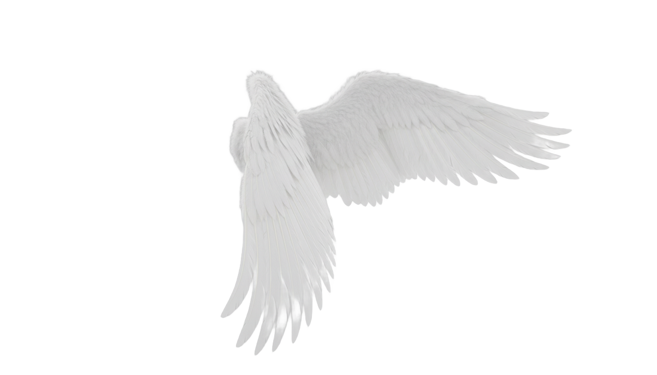 realistic angel wings side view png PNG transparent background