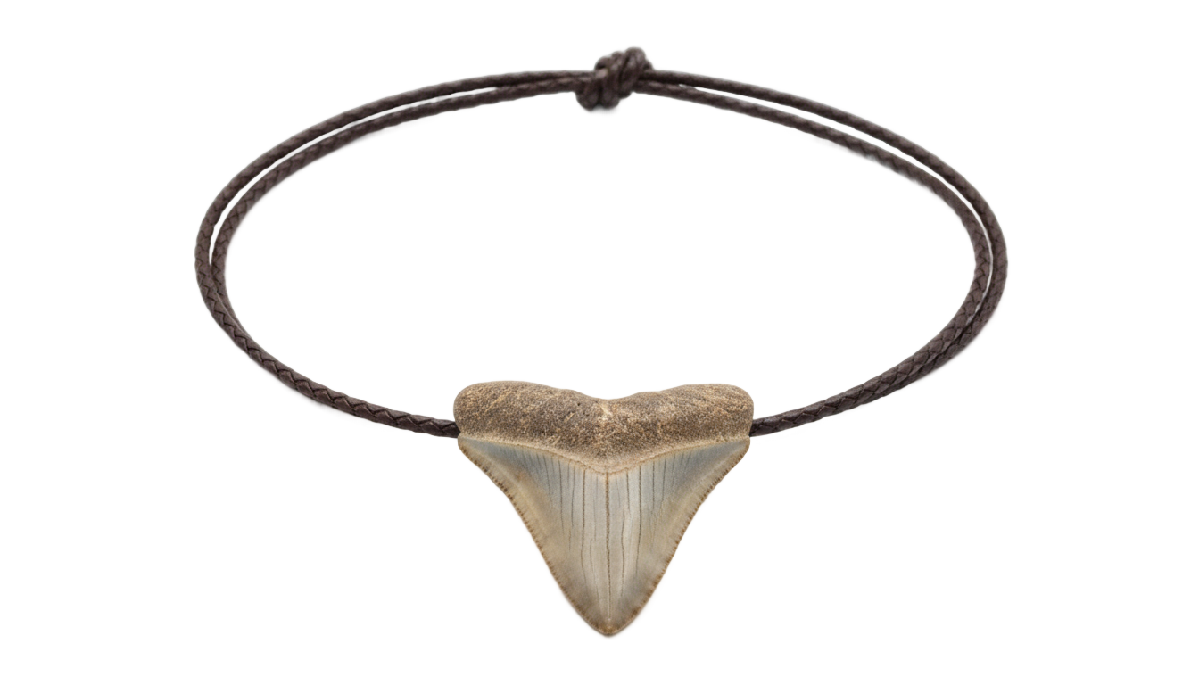 shark tooth necklace png PNG transparent background