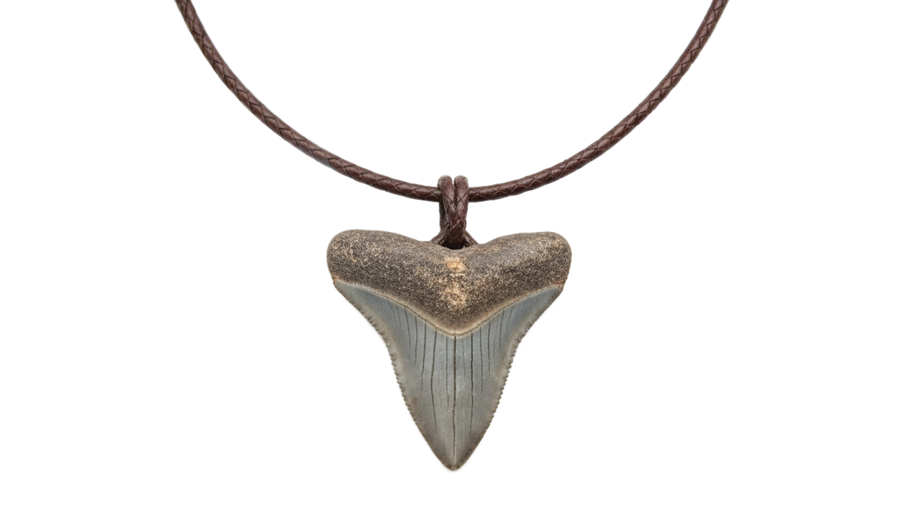 shark tooth necklace png PNG transparent background