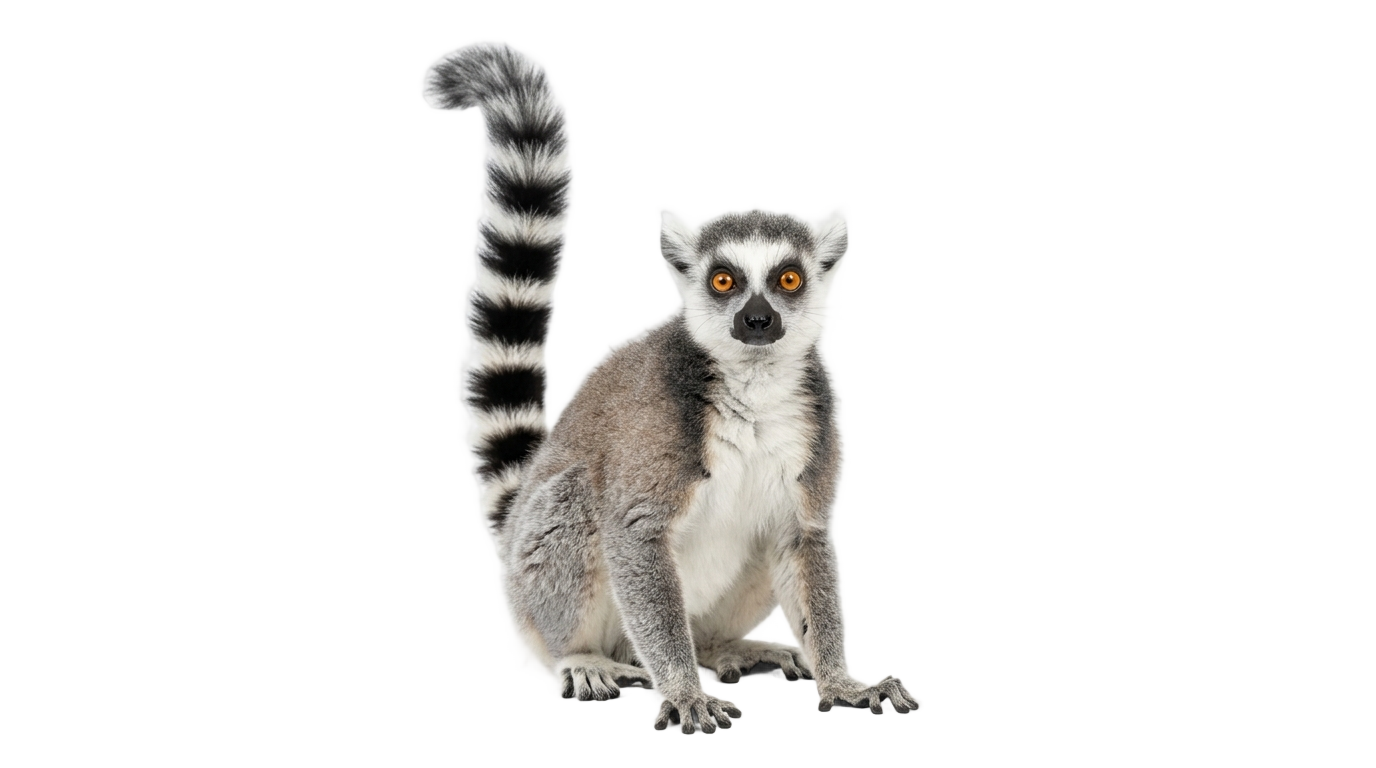 ring tailed lemur png PNG transparent background