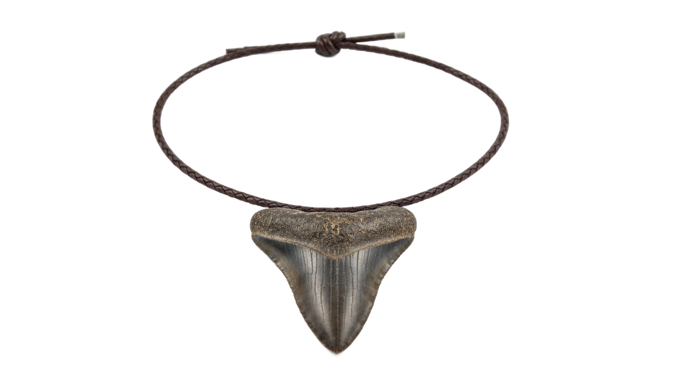 shark tooth necklace png PNG transparent background