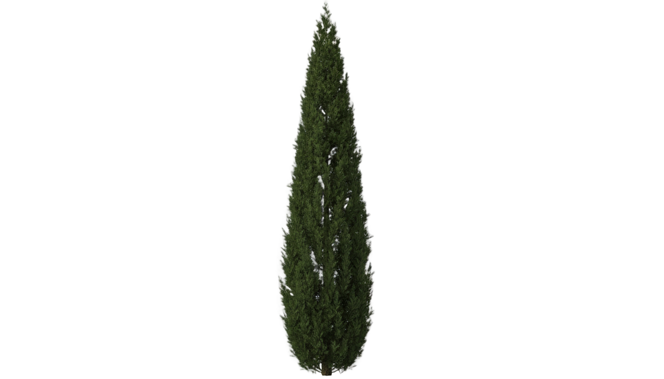 pencil tree png PNG transparent background