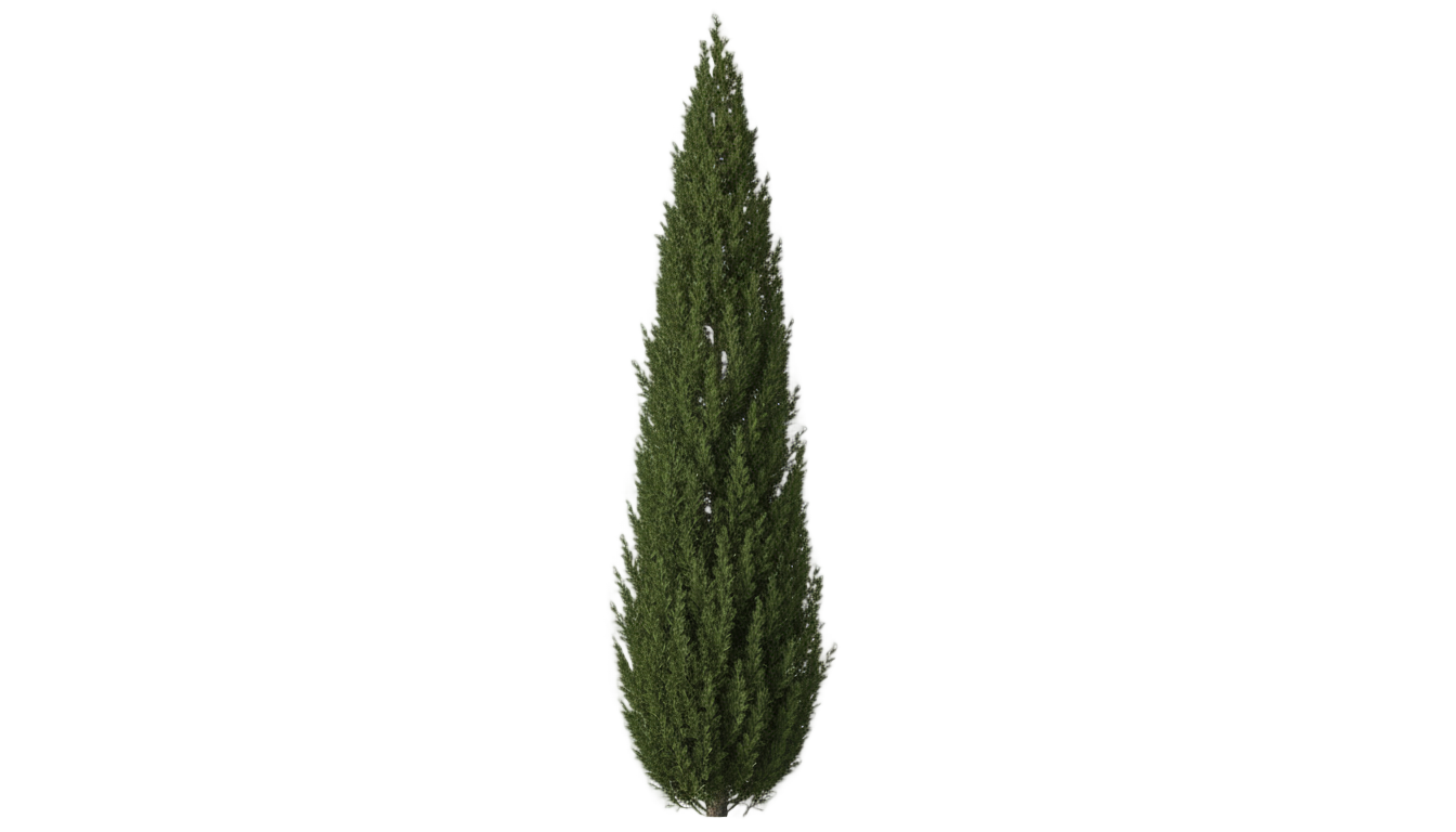 pencil tree png PNG transparent background