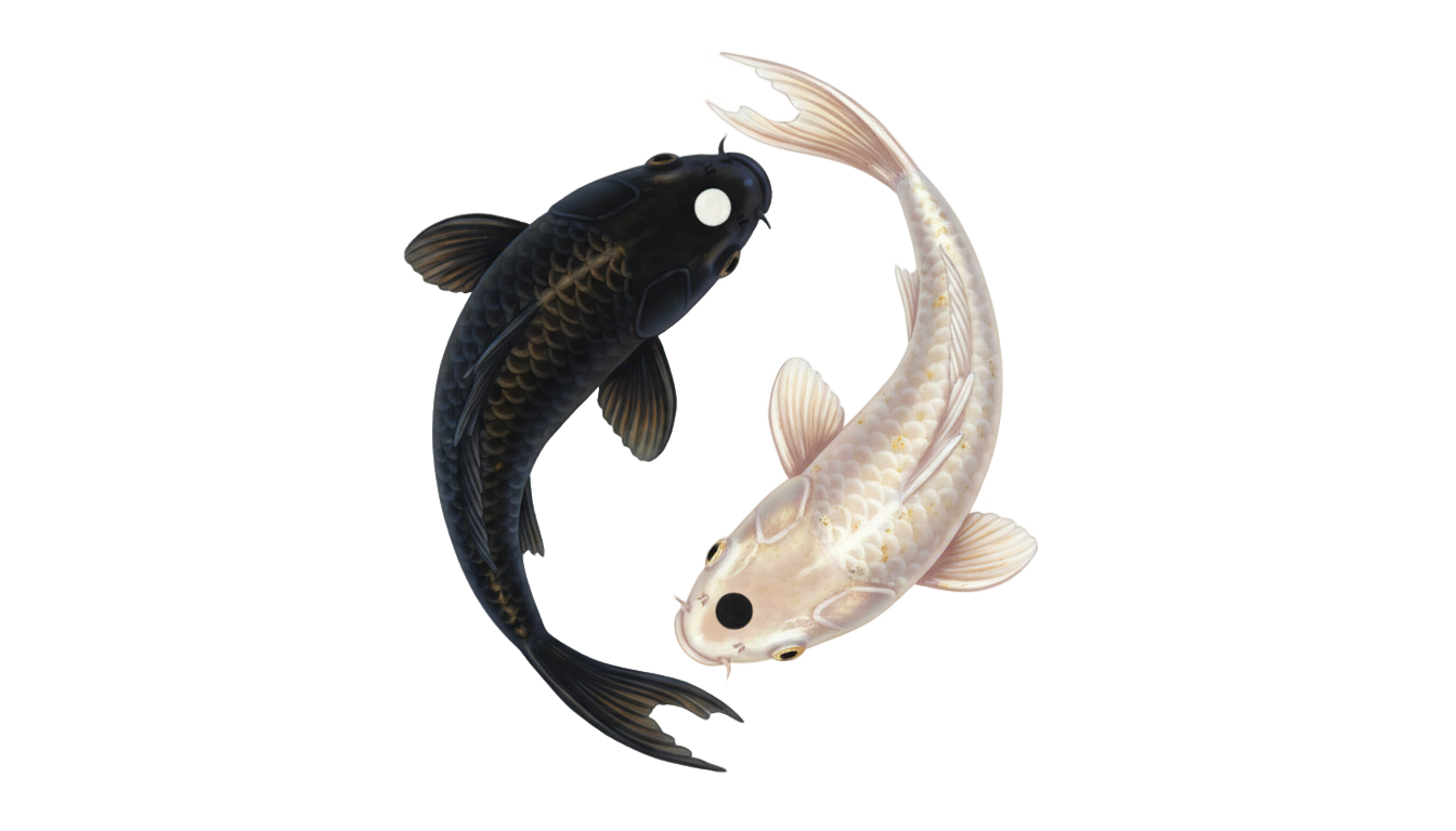 yin yang fish png PNG transparent background