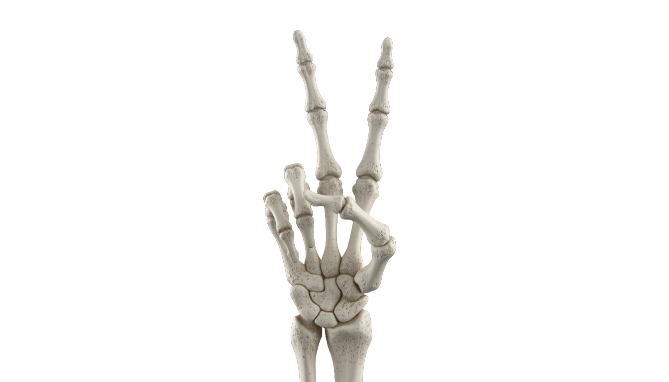 skeleton hand peace sign png PNG transparent background