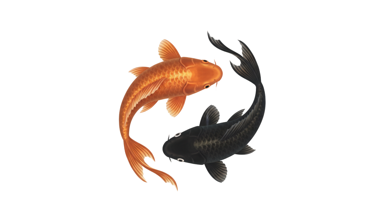 yin yang koi fish png PNG transparent background