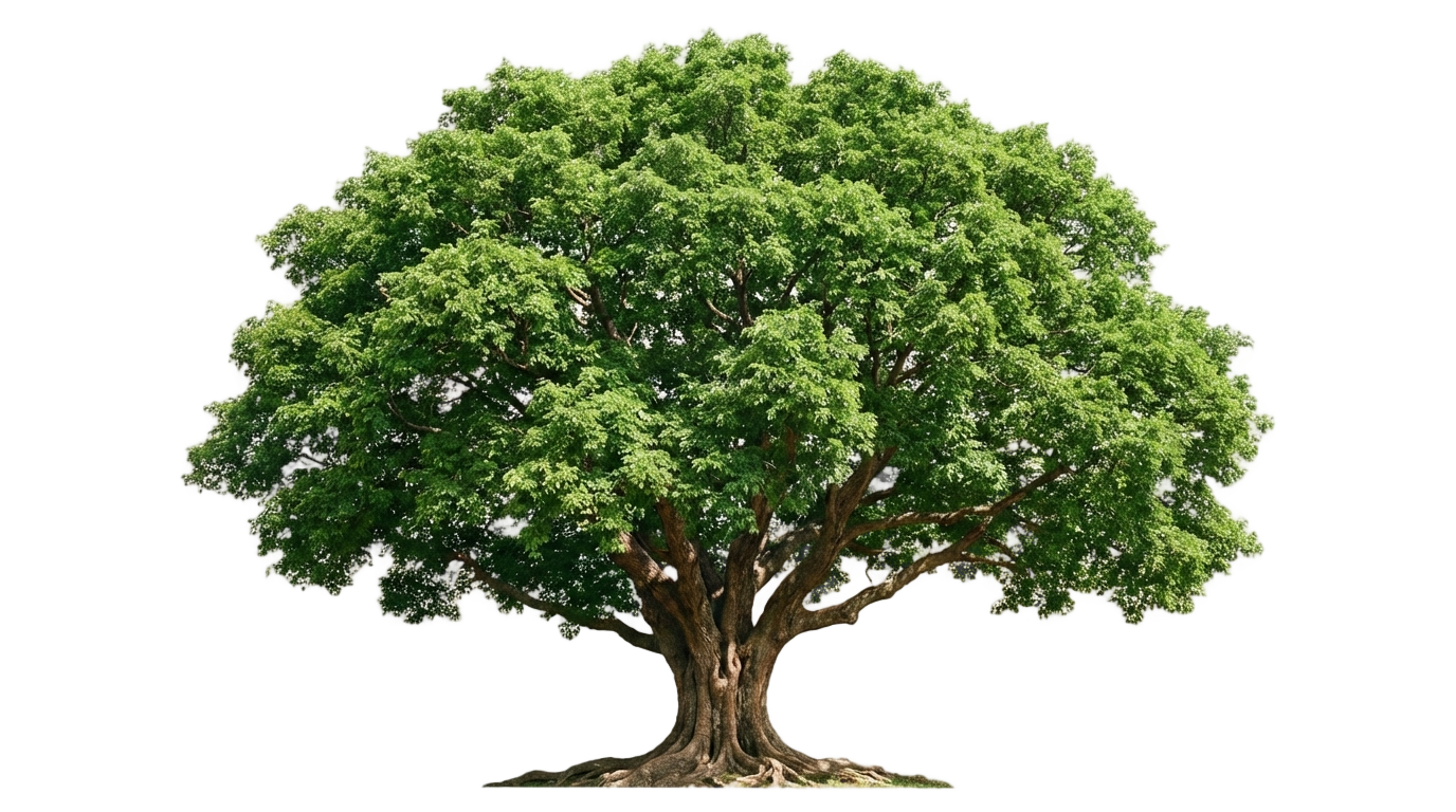 tree png no copyright PNG transparent background
