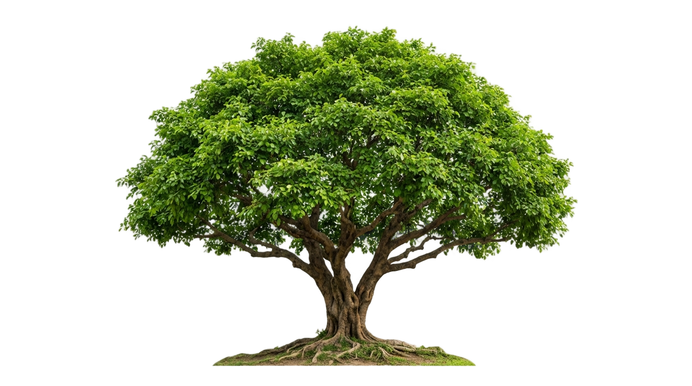 tree png no copyright PNG transparent background