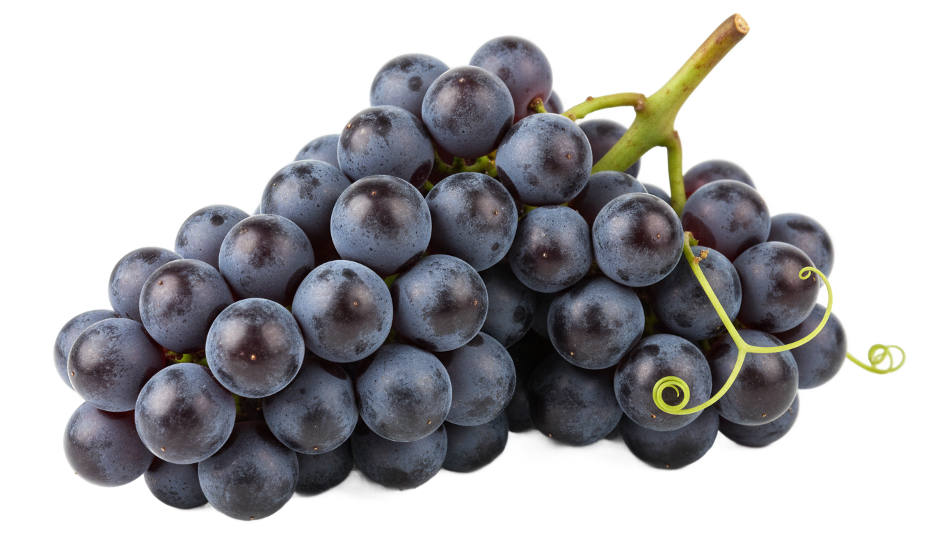 wine grapes png PNG transparent background
